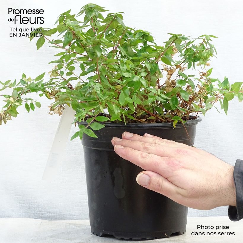 Abelia grandiflora Caramel Charm - Abélia à grandes fleurs Pot de 3L/4L Ejemplar entregado en invierno