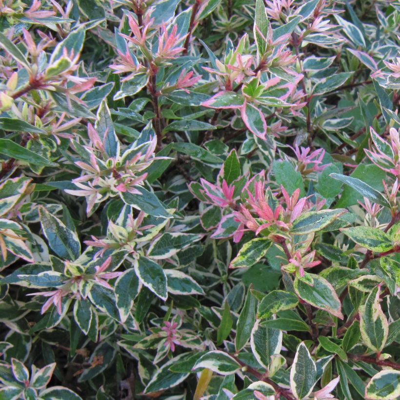 Abelia grandiflora Confetti (Follaje)