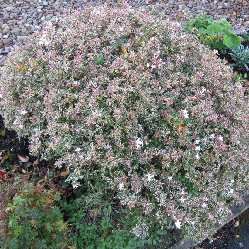 Abelia grandiflora Confetti (Porte)