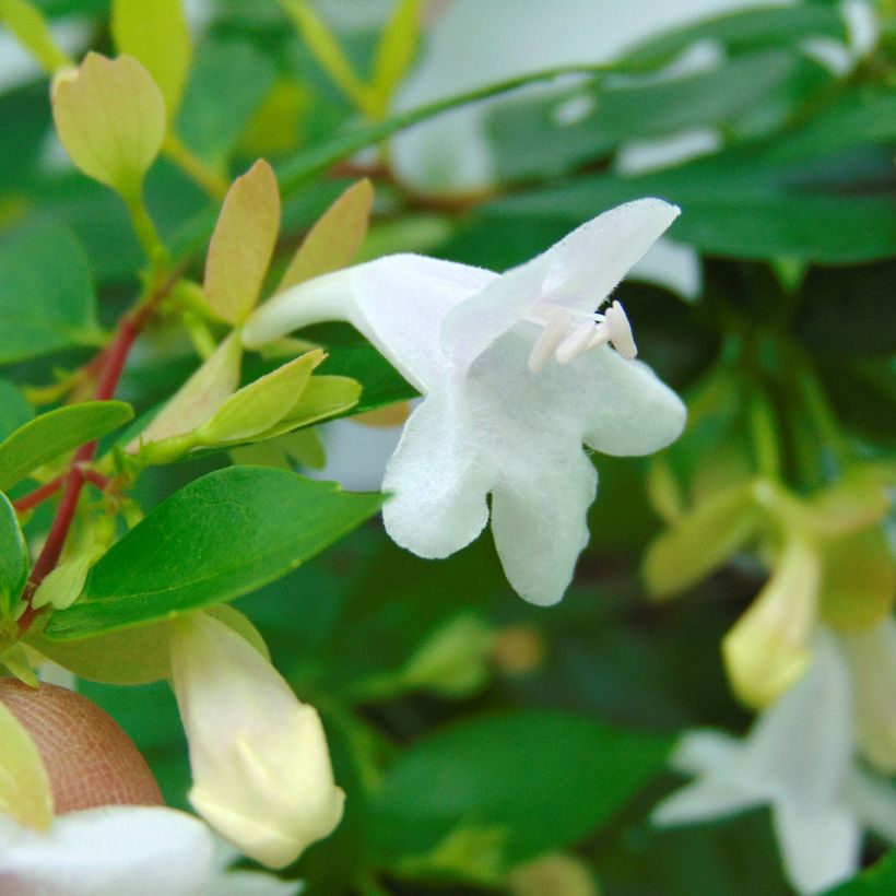 Abelia grandiflora Francis Mason (Floración)