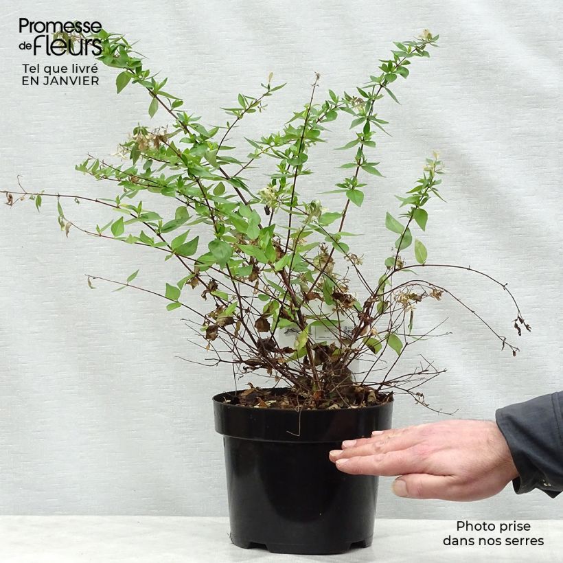 Abelia grandiflora Francis Mason Pot de 3L/4L Ejemplar entregado en invierno