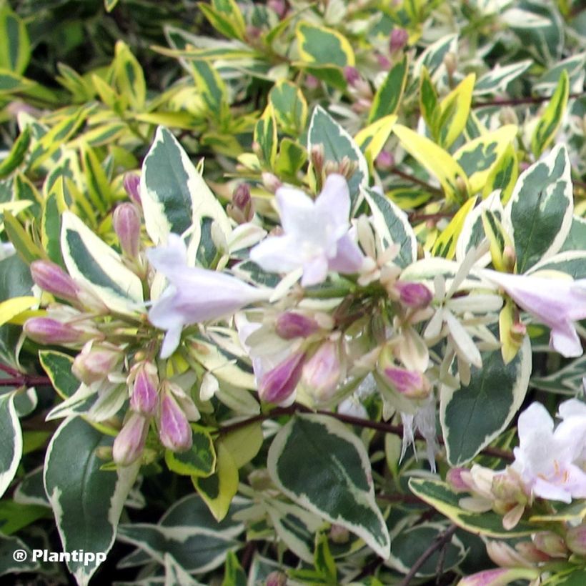 Abelia grandiflora Hopleys (Floración)