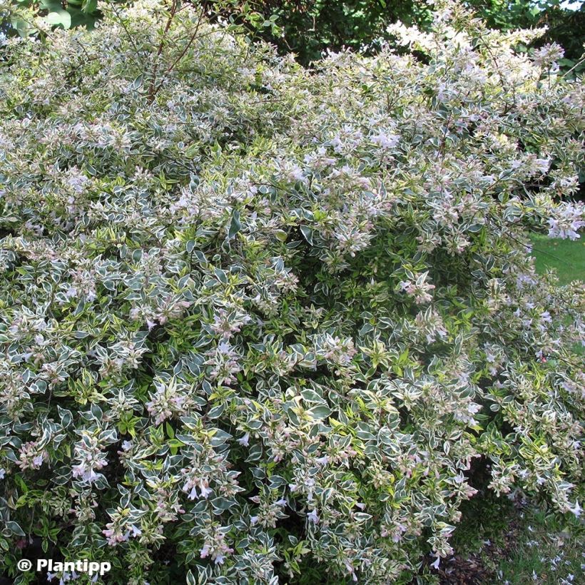 Abelia grandiflora Hopleys (Porte)