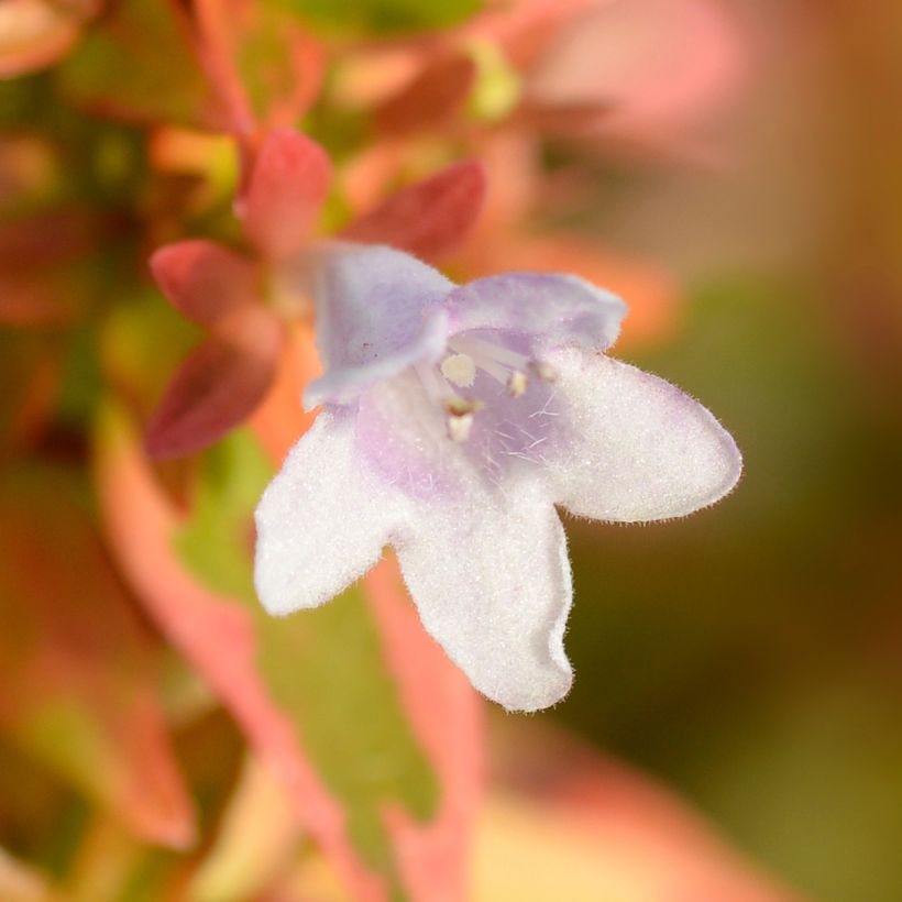 Abelia grandiflora Kaleidoscope (Floración)