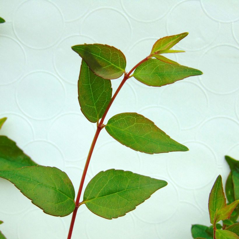 Abelia grandiflora (Follaje)