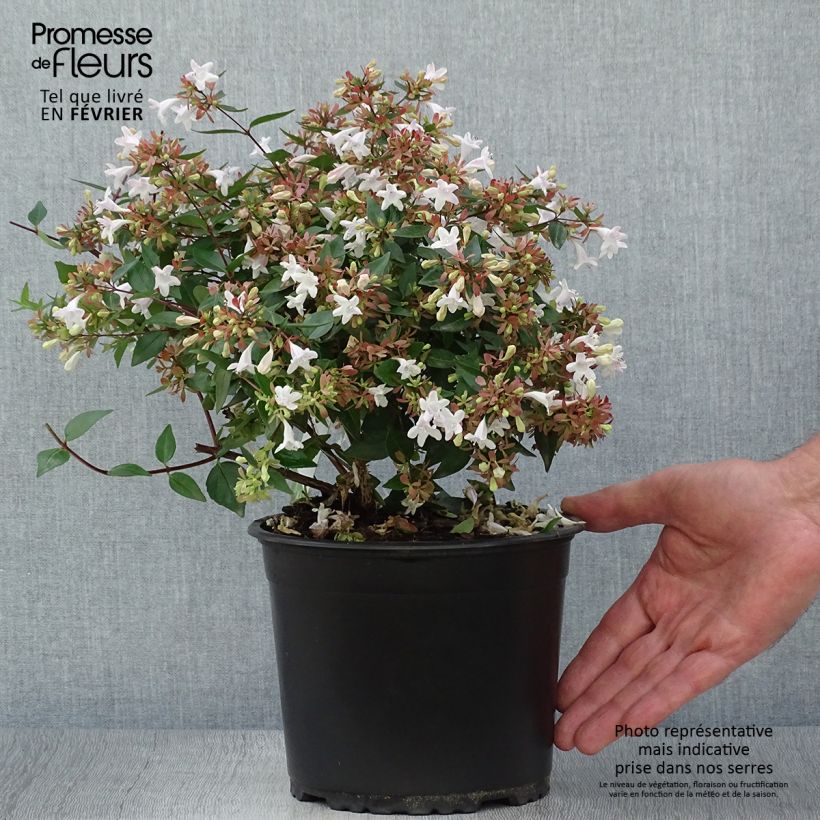 Ejemplar de Abelia grandiflora - Pot de 2L/3L entregado en otoño