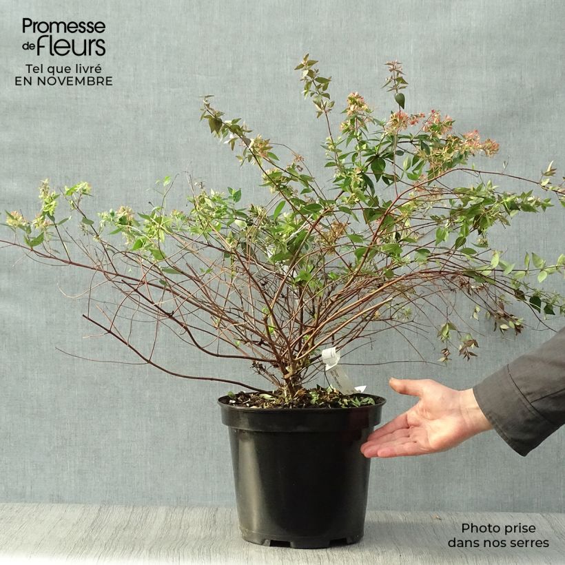 Ejemplar de Abelia grandiflora - Pot de 7.5L/10L entregado en otoño