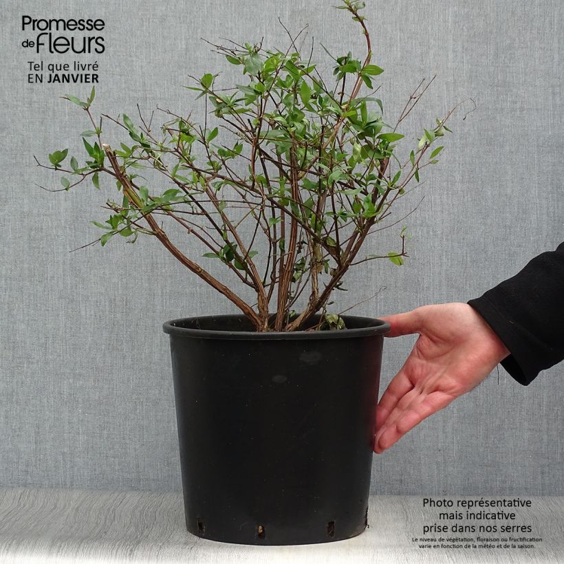 Abelia grandiflora - Pot de 7.5L/10L Ejemplar entregado en invierno