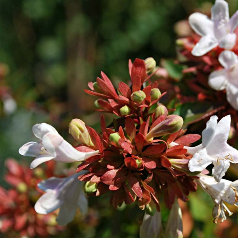 Abelia grandiflora Prostrata (Floración)