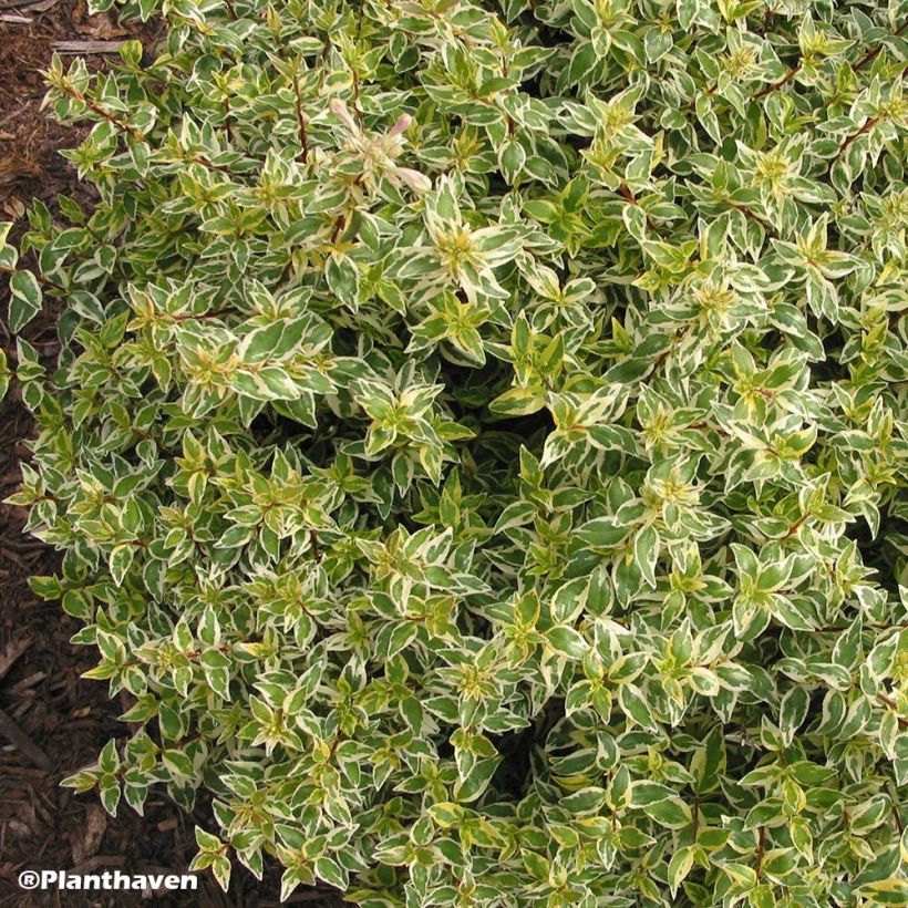 Abelia grandiflora Radiance (Porte)