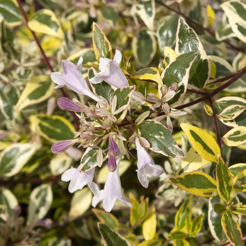 Abelia grandiflora Radiance (Floración)