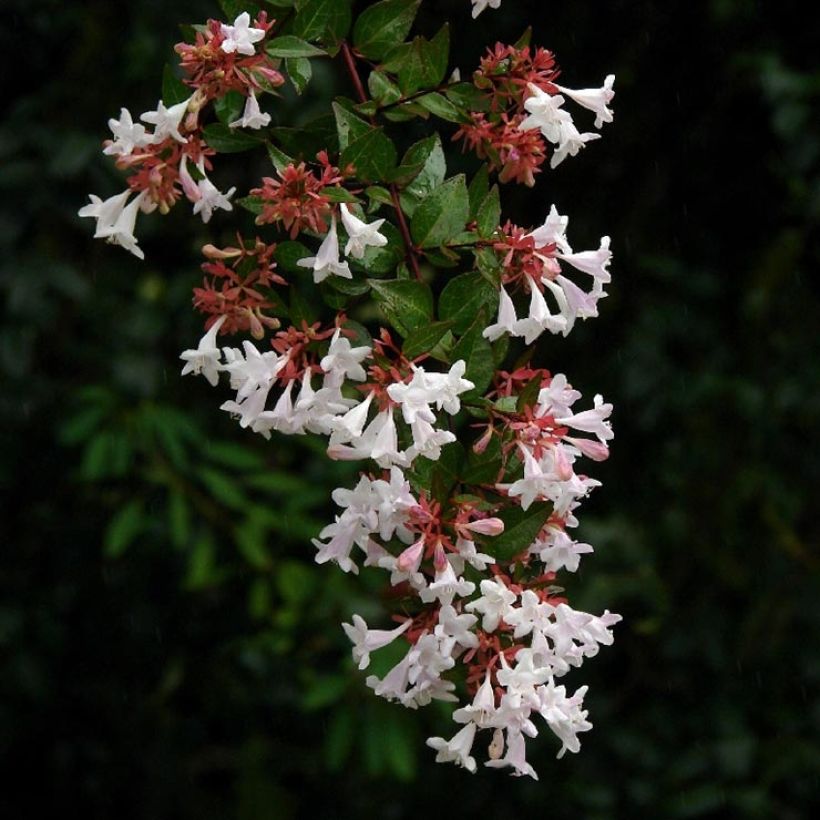 Abelia grandiflora Semperflorens (Floración)