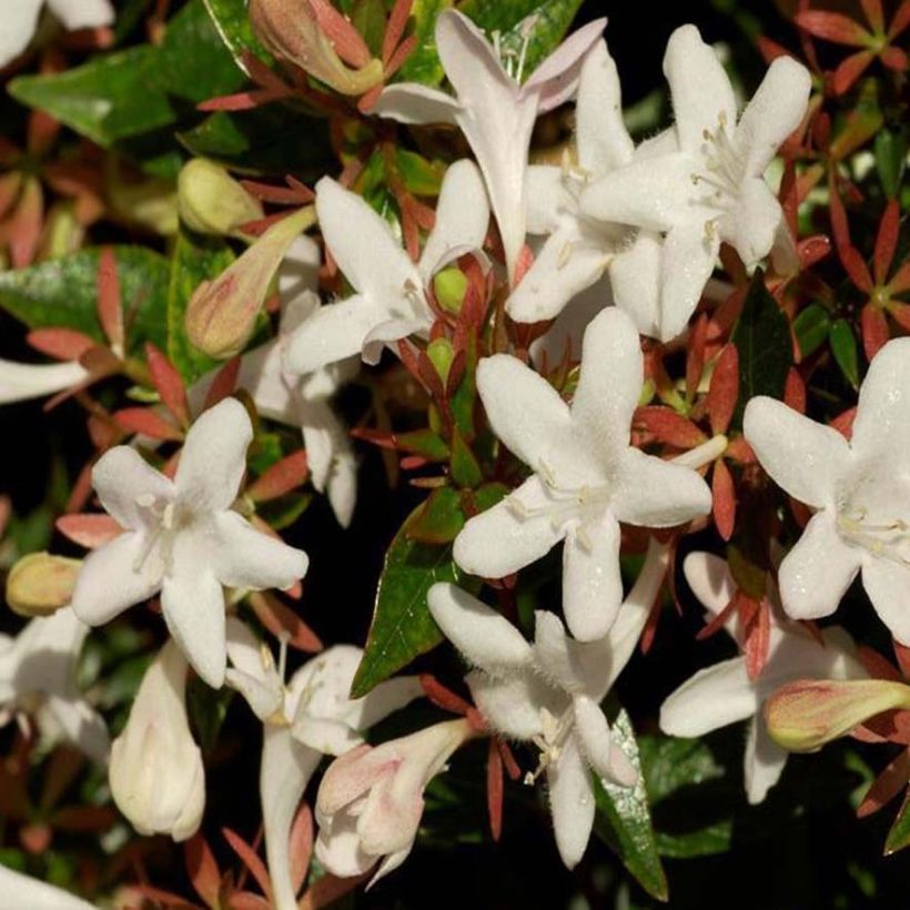 Abelia grandiflora Sherwood (Floración)