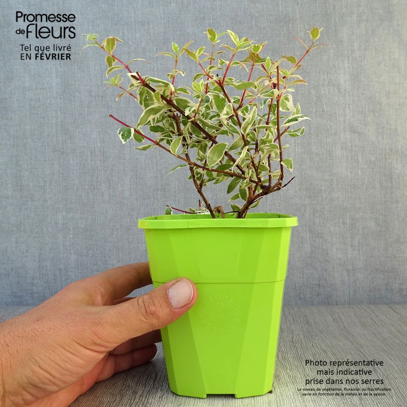 Ejemplar de Abelia grandiflora Steredenn Levabes - Abélie panachée Pot de 1L/1,5L entregado en otoño