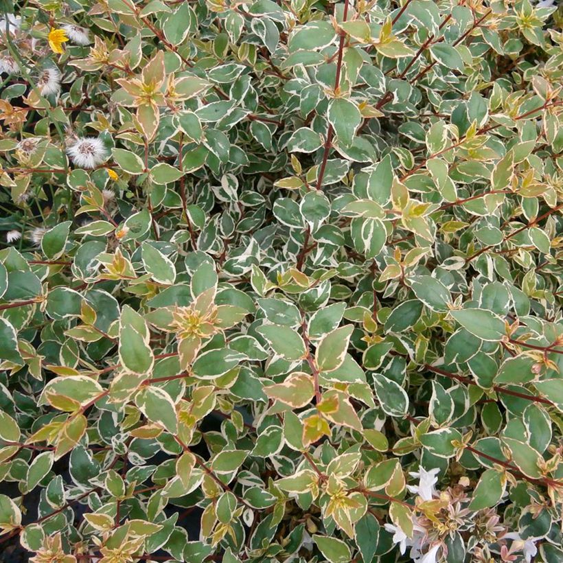 Abelia grandiflora Steredenn (Follaje)