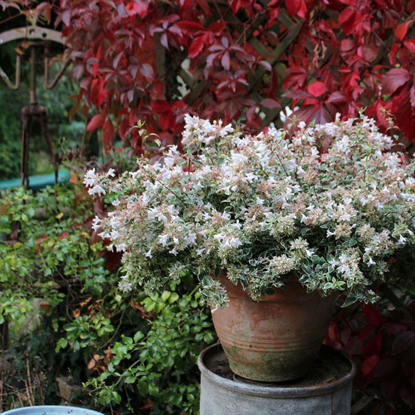 Abelia grandiflora Steredenn (Porte)