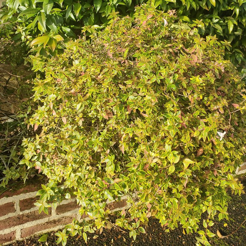 Abelia grandiflora Sunshine Daydream (Porte)