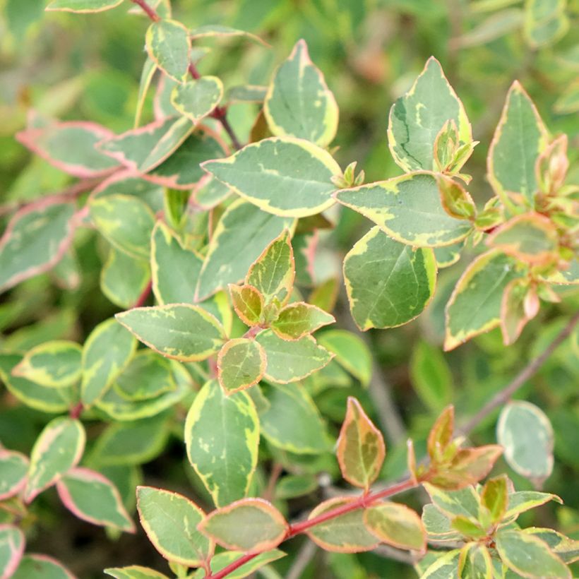 Abelia grandiflora Sunshine Daydream (Follaje)