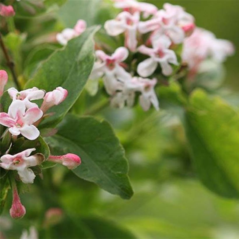 Abelia mosanensis Sweet Emotion (Follaje)