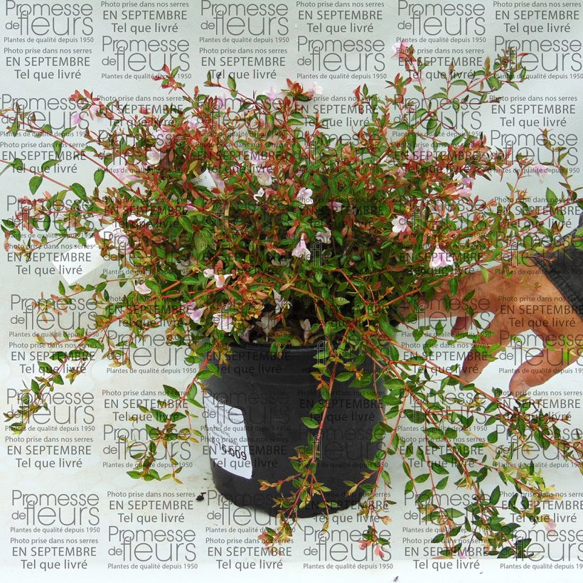 Ejemplo de ejemplar de Abelia nain Pastel Charm Pot de 4L/5L tal y como se entrega