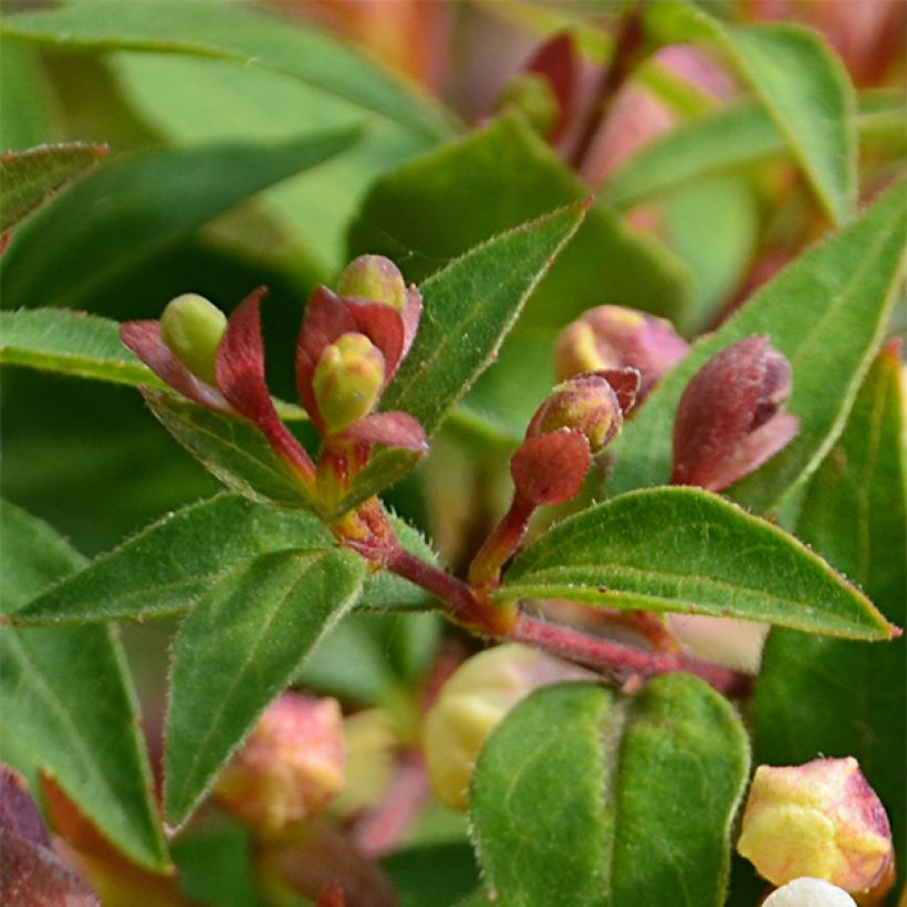 Abelia grandiflora Sunny Charm (Follaje)