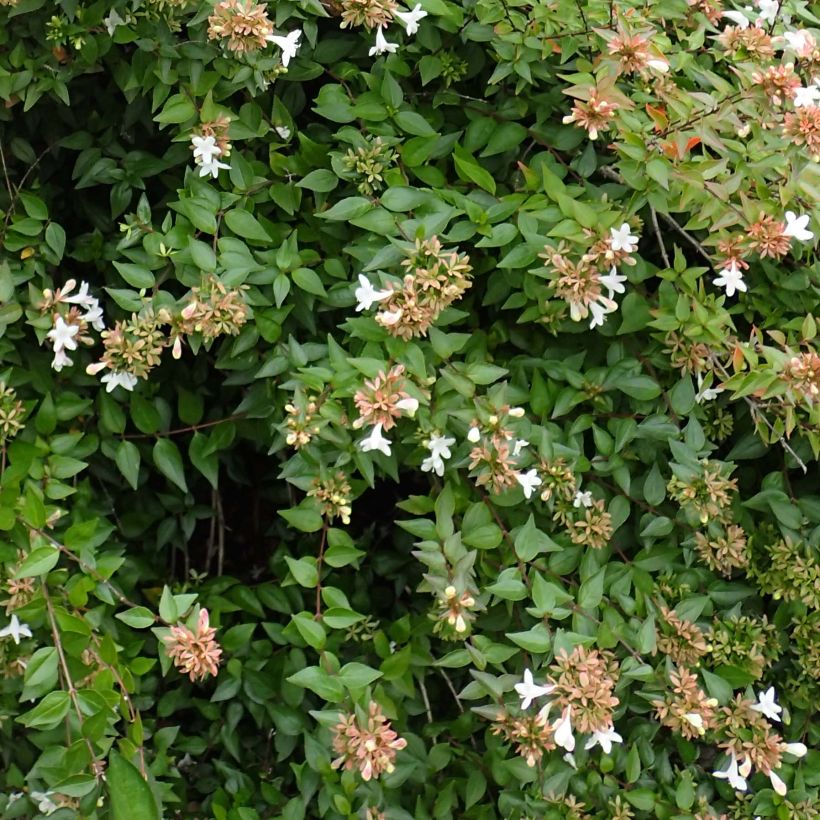 Abelia zanderi Little Richard (Follaje)