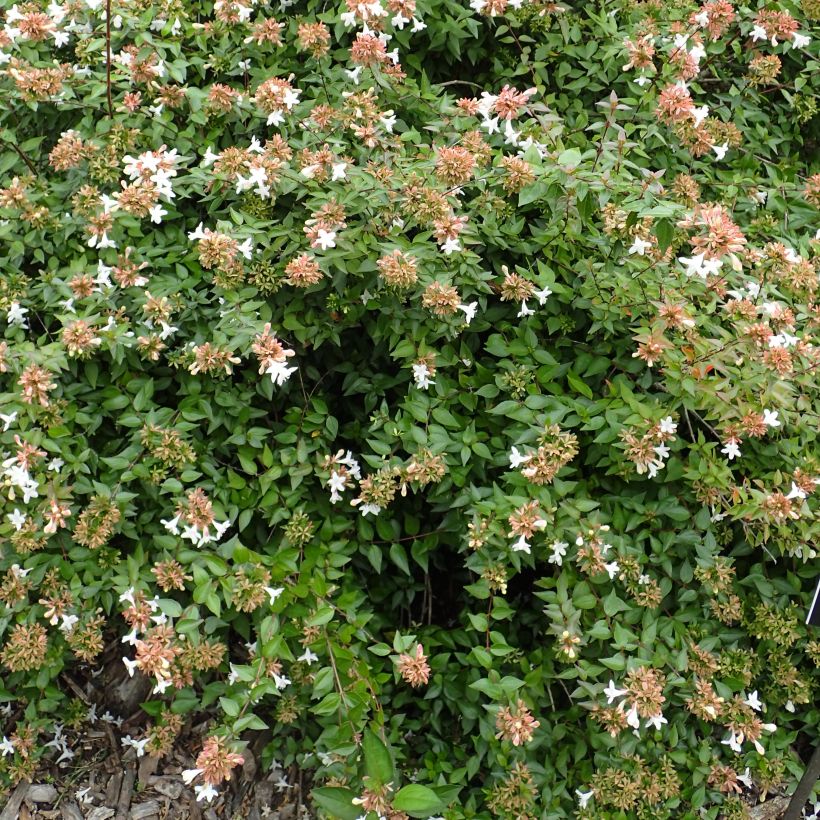 Abelia zanderi Little Richard (Porte)