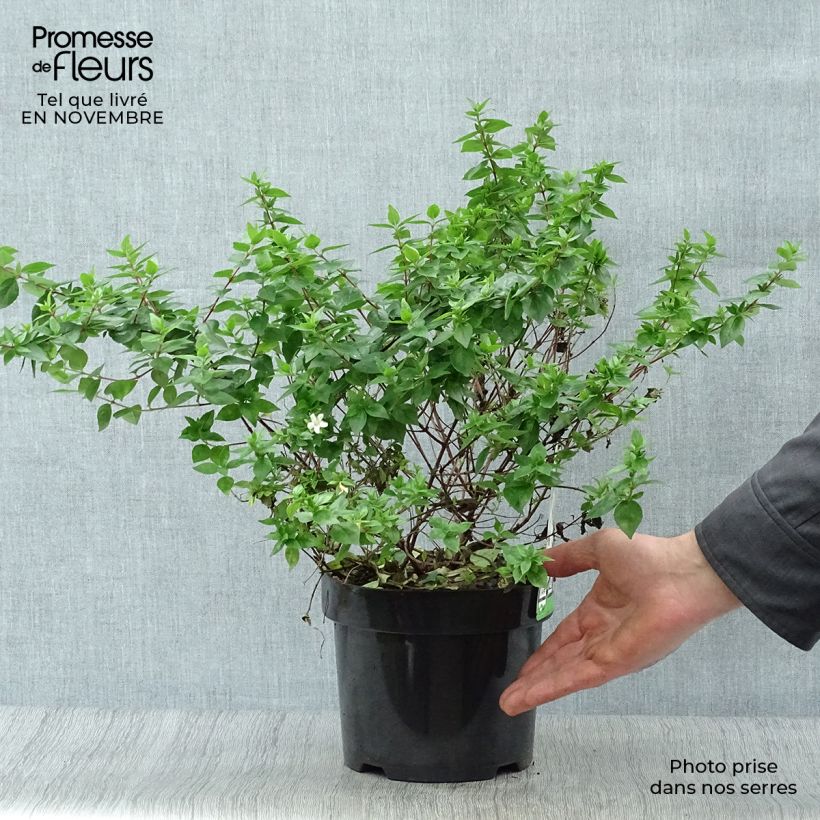 Ejemplar de Abelia zanderi Little Richard Pot de 2L/3L entregado en otoño