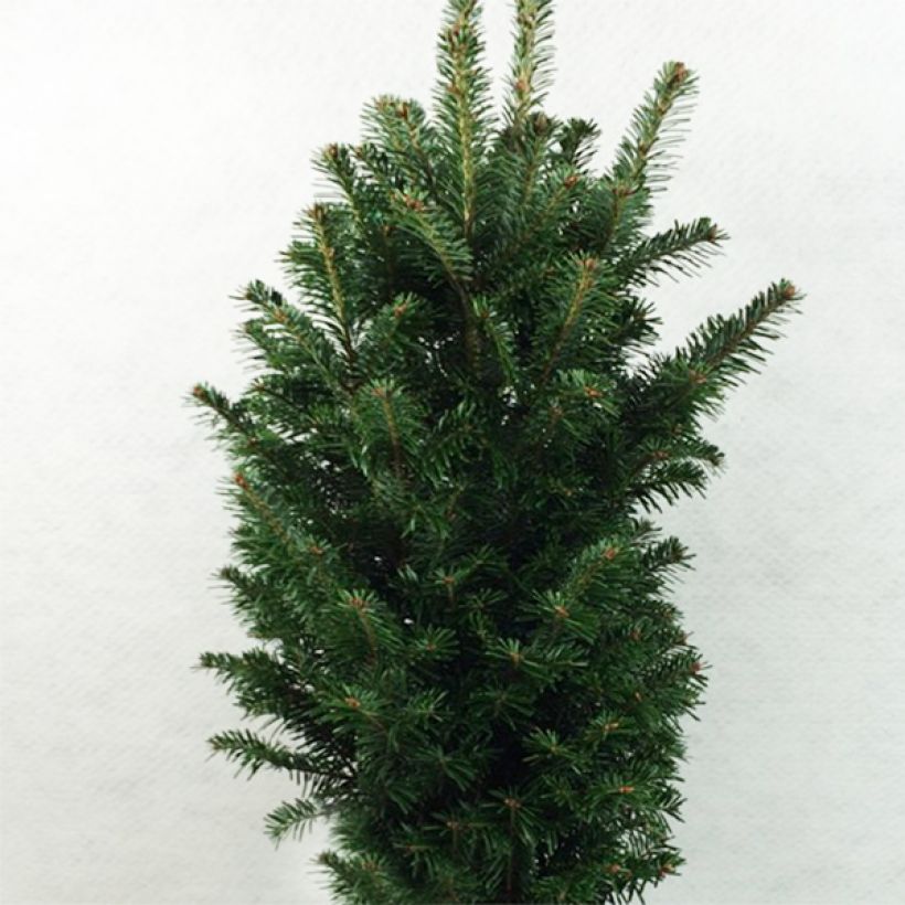 Abies alba Pyramidalis - Abeto blanco (Porte)