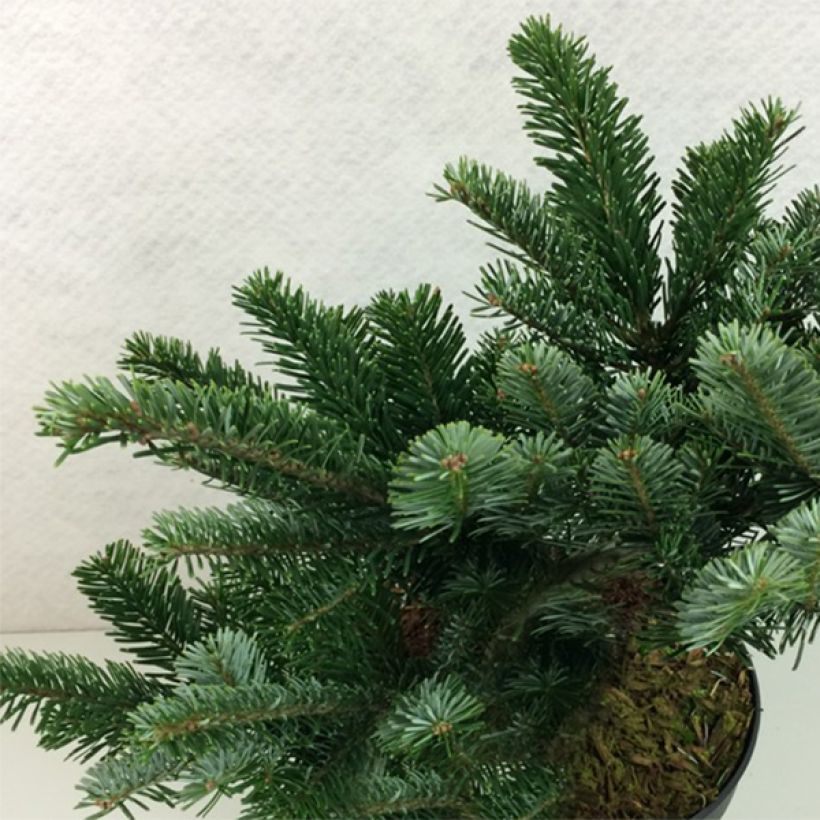 Abies amabilis Spreading Star (Porte)