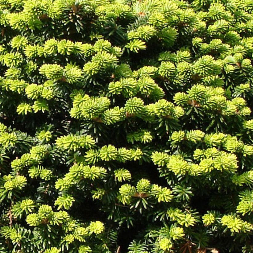 Abies balsamea Nana (Follaje)