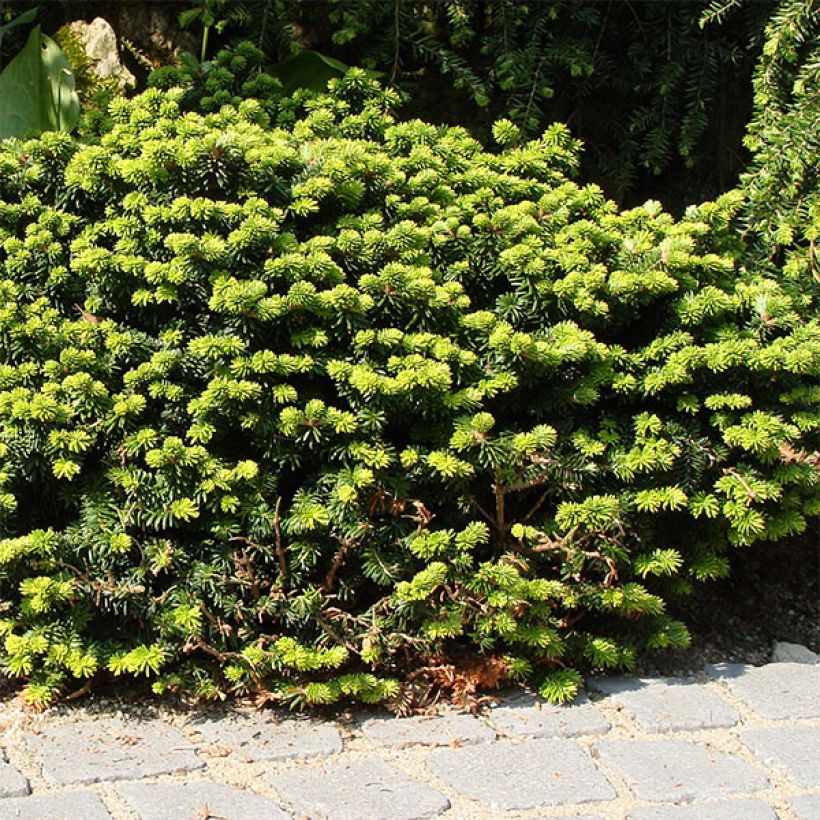 Abies balsamea Nana (Porte)