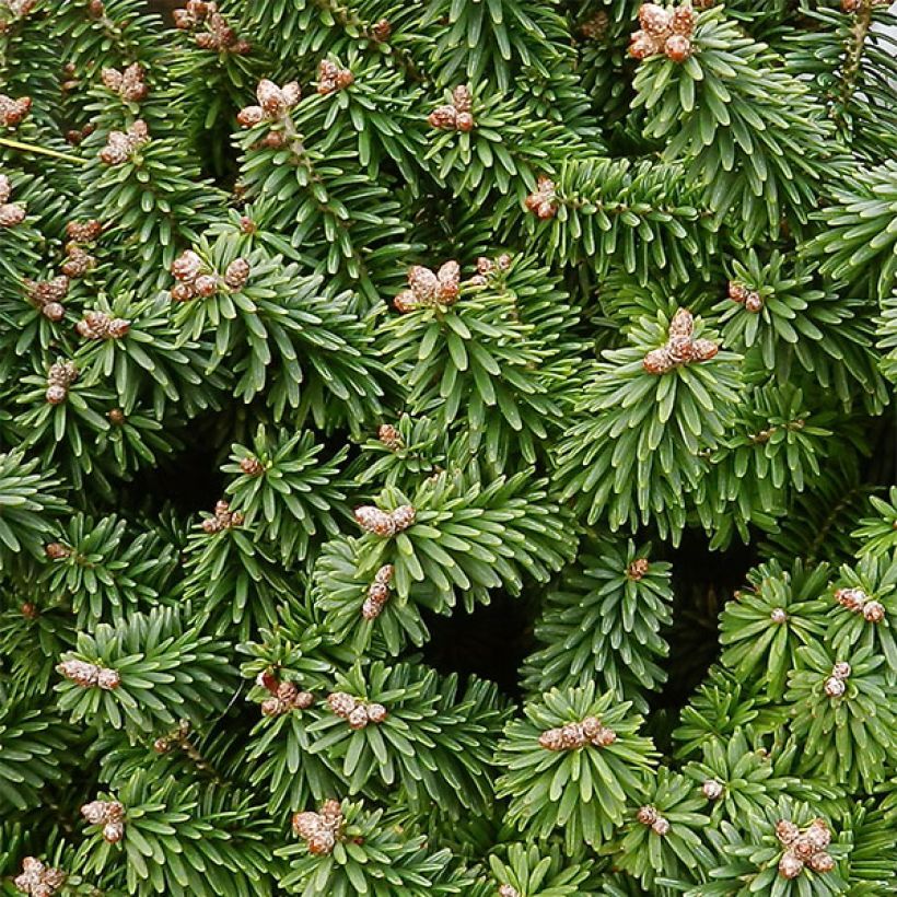 Abies balsamea Piccolo (Follaje)