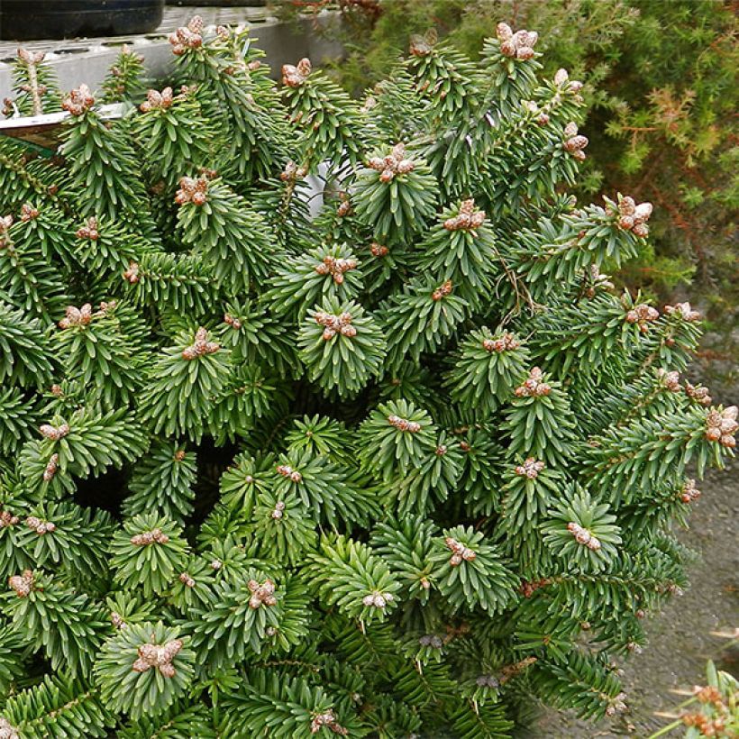 Abies balsamea Piccolo (Porte)