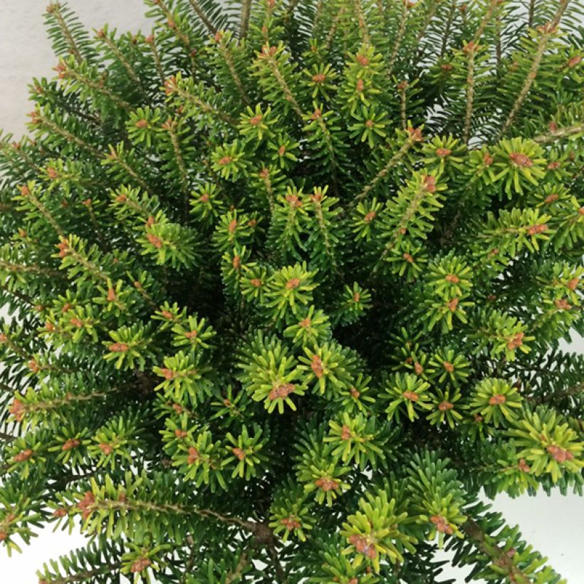 Abies koreana Luminetta - Abeto de Corea (Follaje)