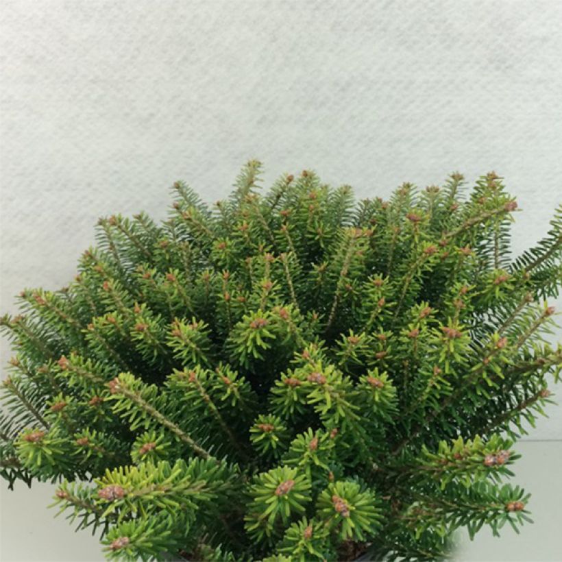 Abies koreana Luminetta - Abeto de Corea (Porte)