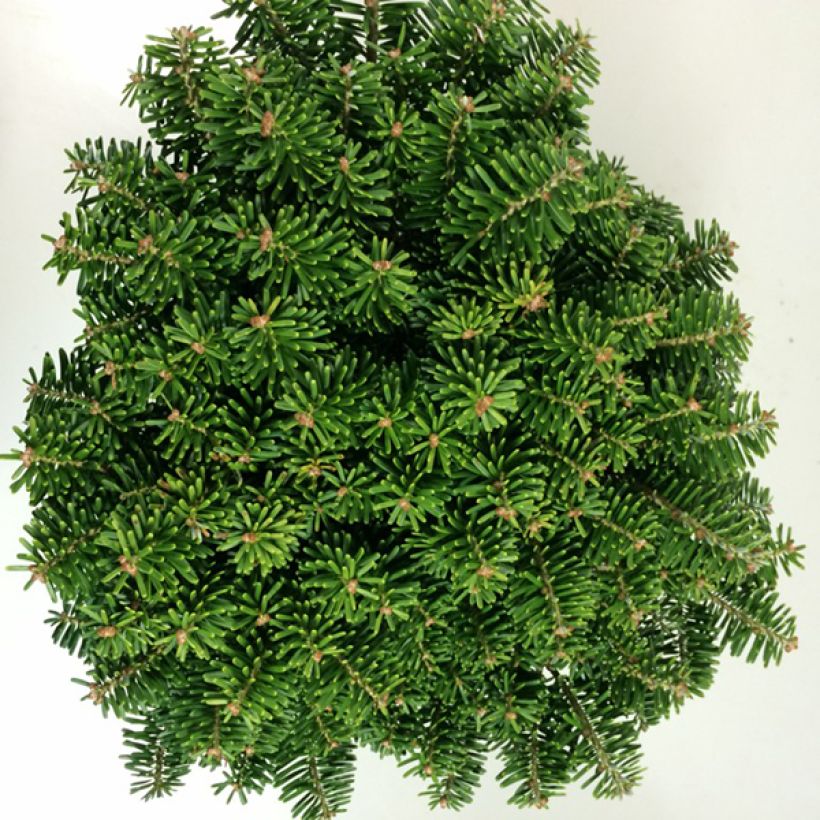 Abies koreana Tundra - Abeto de Corea (Follaje)