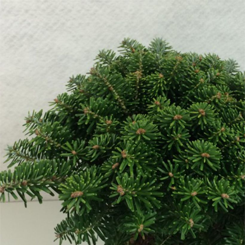 Abies koreana Tundra - Abeto de Corea (Porte)