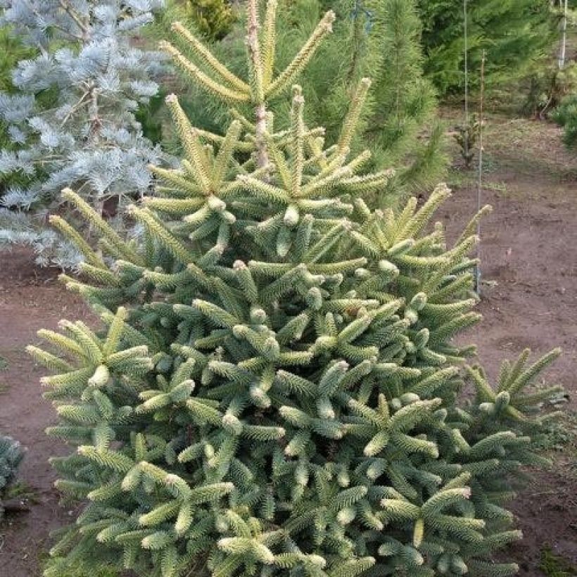 Abies nordmanniana Aurea (Porte)