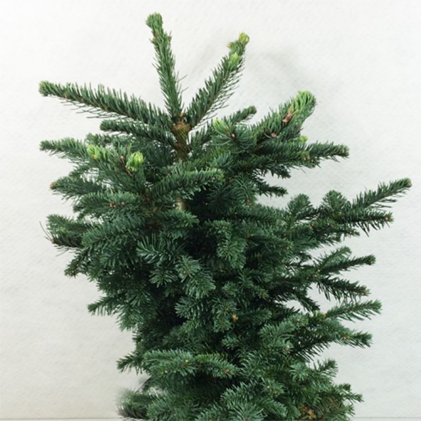 Abies procera Bizzarro - Abeto noble (Porte)