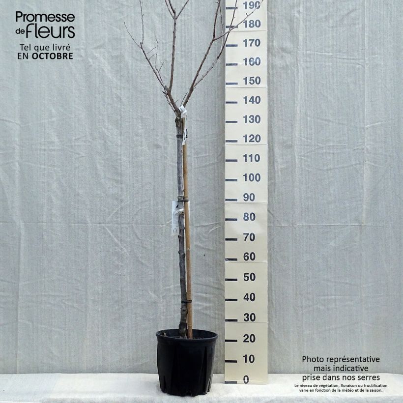 Ejemplar de Abricotier - Prunus armeniaca Bulida Pot de 7,5L/10L entregado en otoño