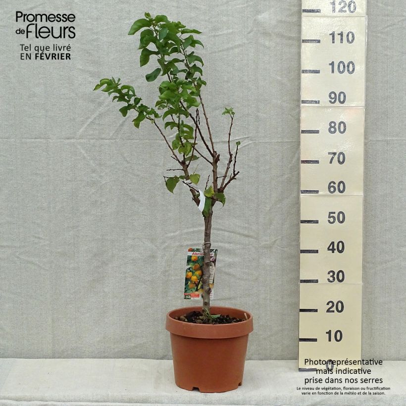 Ejemplar de Abricotier - Prunus armeniaca Nanum Pot de 7,5L/10L entregado en otoño