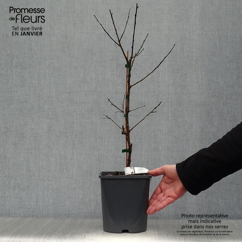 Abricotier nain Fruit Me Apricot Me Pending - en pot de 4L/5L Ejemplar entregado en invierno