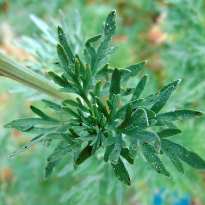 Ajenjo - Artemisia absinthium (Floración)