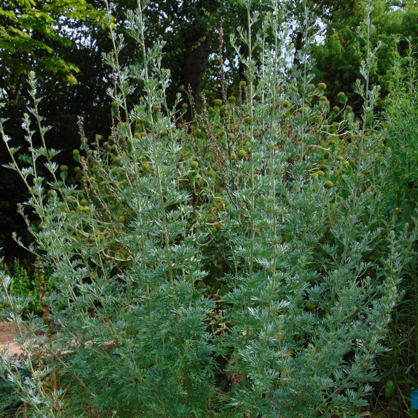 Ajenjo - Artemisia absinthium (Porte)