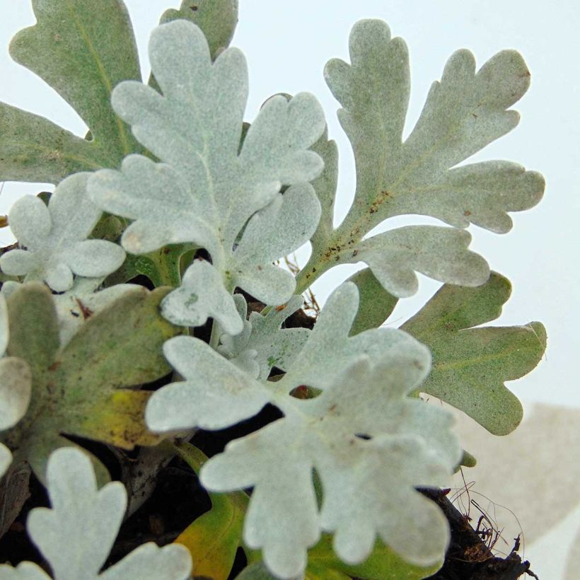 Artemisia stelleriana Boughton Silver (Follaje)