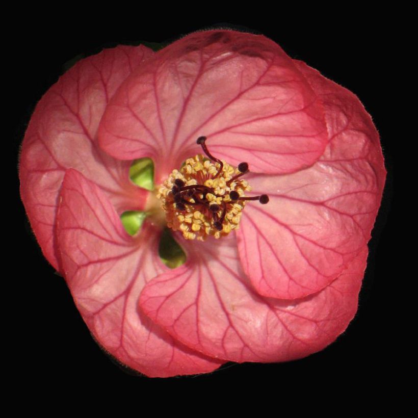 Abutilon Cerise Queen (Floración)