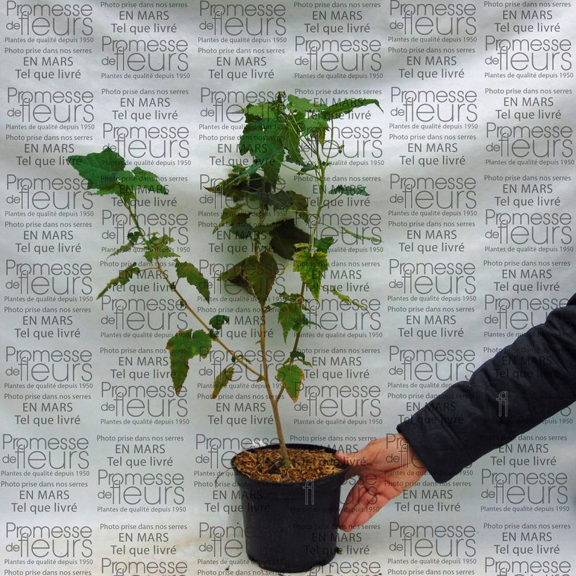 Ejemplo de ejemplar de Abutilon Suntense Pot de 3L/4L tal y como se entrega