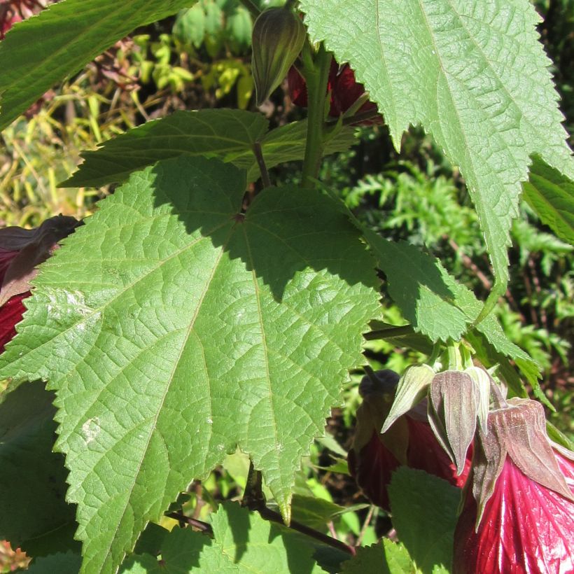 Abutilon Nabob (Follaje)