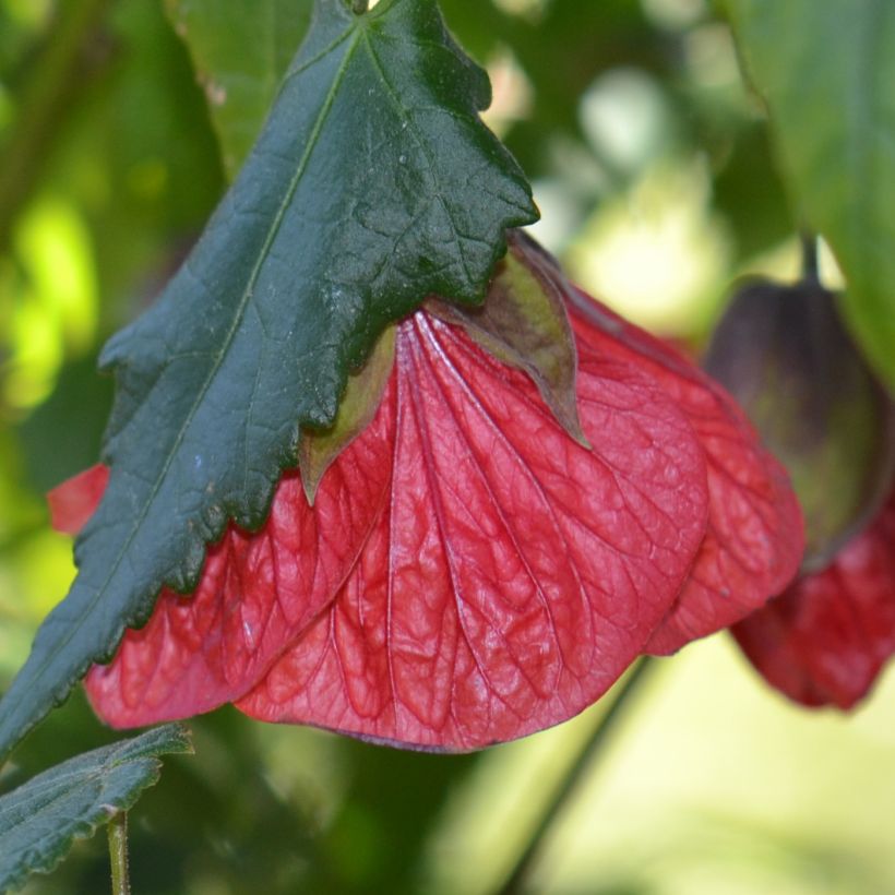 Abutilon Nabob (Floración)